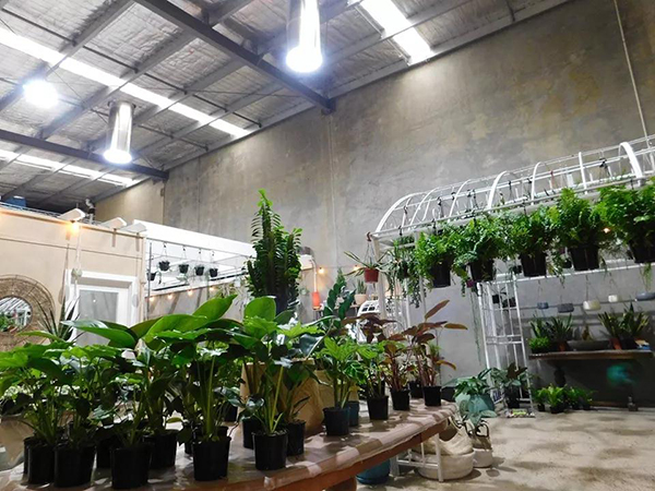索樂圖導(dǎo)光管為你詮釋，自然光對植物和人的積極影響